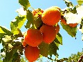 Нажмите чтобы увеличить