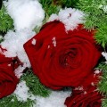 Зима. Розы на снегу.