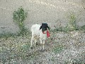 Нажмите чтобы увеличить
