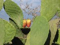 плоды кактусов