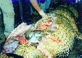 Нажмите чтобы увеличить